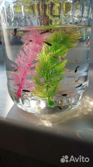 Аквариумные рыбки:меченосцыгуппимоллинезияпецилия