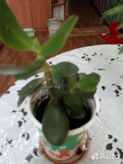 Толстянка, денежное дерево