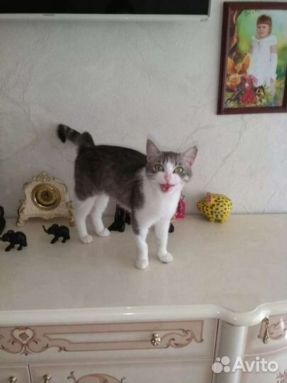 Кошечка в добрые руки