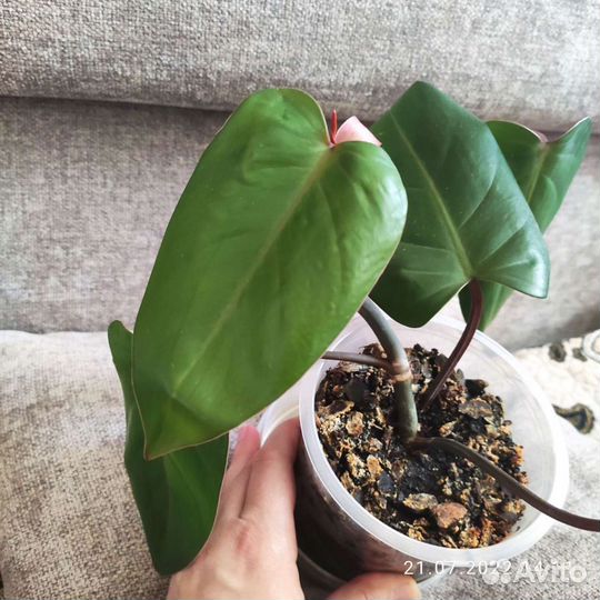 Филодендрон