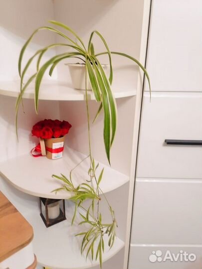 Хлорофитум