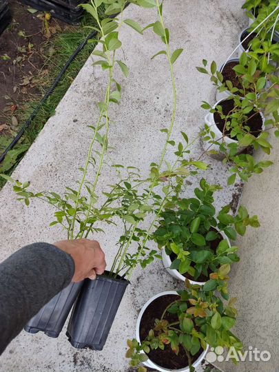 Саженцы Голубики