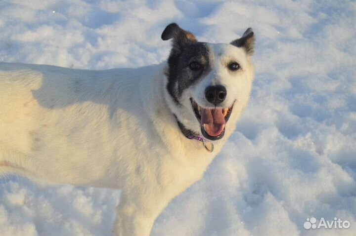 Собака ищет дом