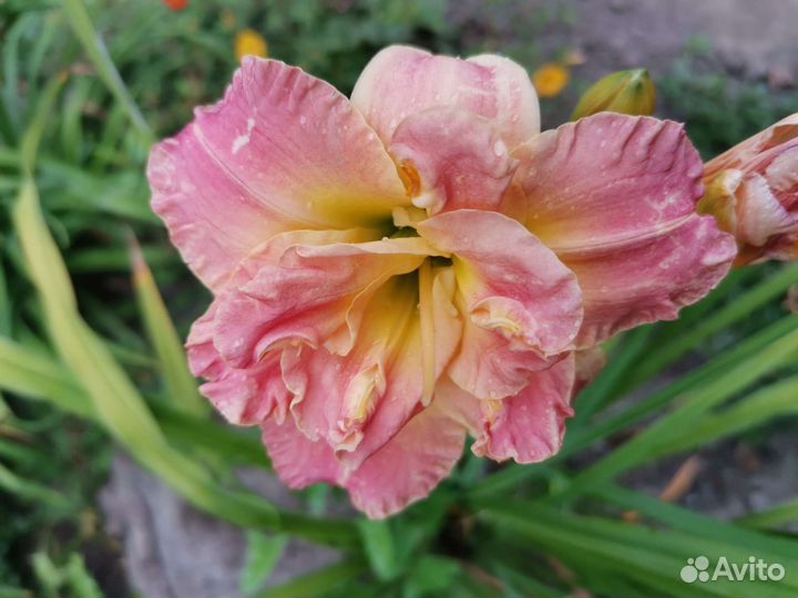 Коллекцонные сорта лилейников