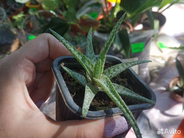 Алоэ и агава