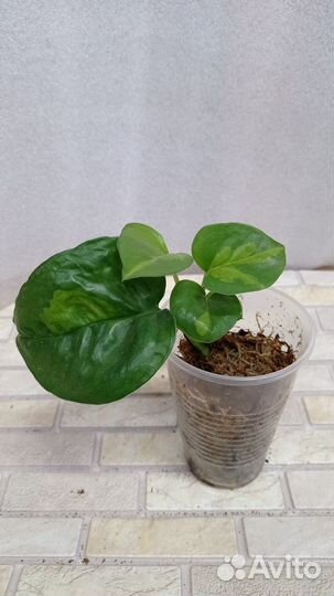 Продаю цветы