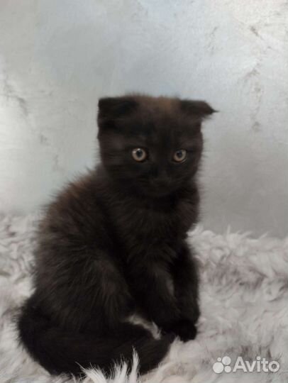 Отдам котенка девочка вислоухая, возраст 2месяца