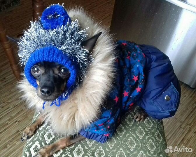 Одежда - Шапочки для Маленьких собачек