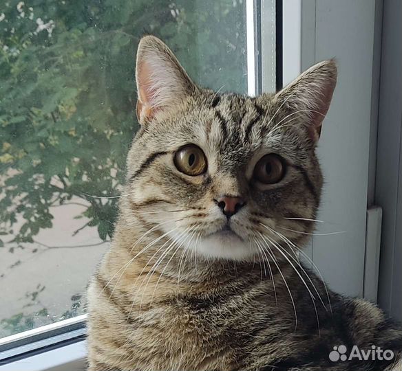 Кот -случка