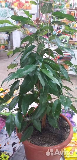 Фикус бенджамина