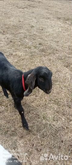 Козлик и козлушка камори