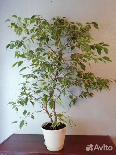 Бенджамина вариегата