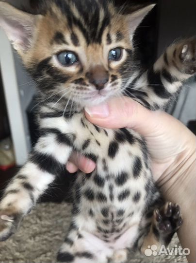 Бенгальская