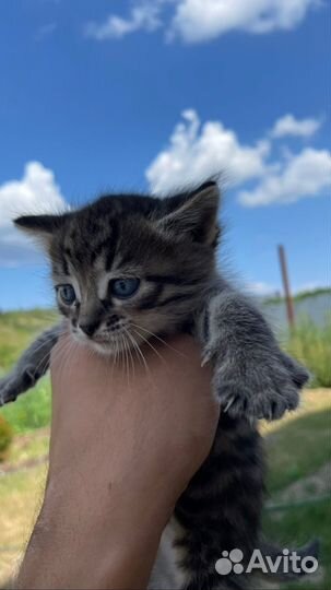 Котята в добрые руки бесплатно