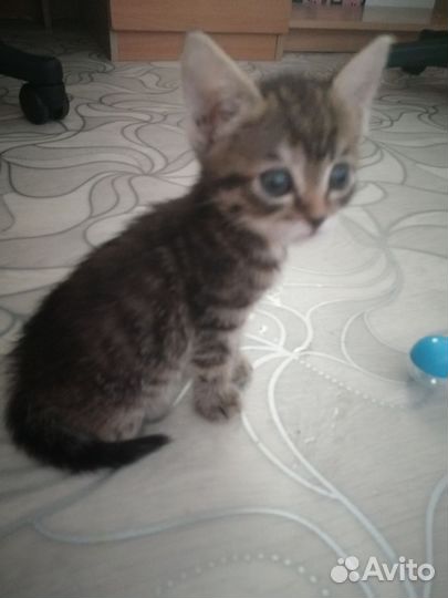 Кошечка - девочка