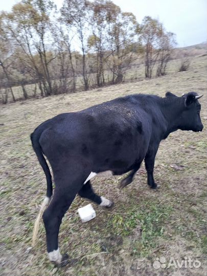 Быки и телки