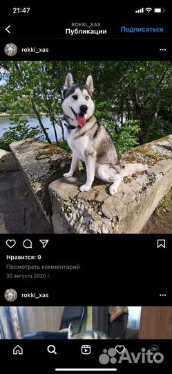 Вязка хаски