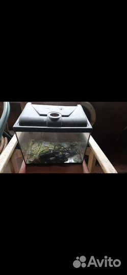 Аквариум