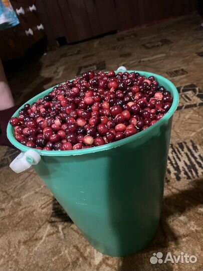 Клюква свежая