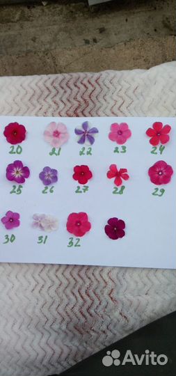 Флоксы разные сорта