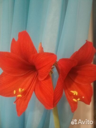 Гиппеаструм амариллис луковицы