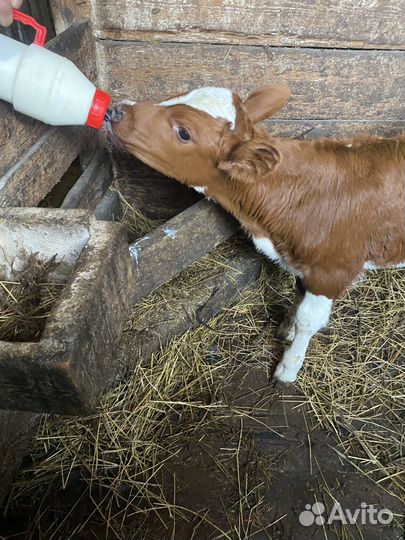 Айрширский бык на племя