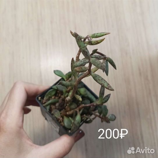 Редкие суккуленты