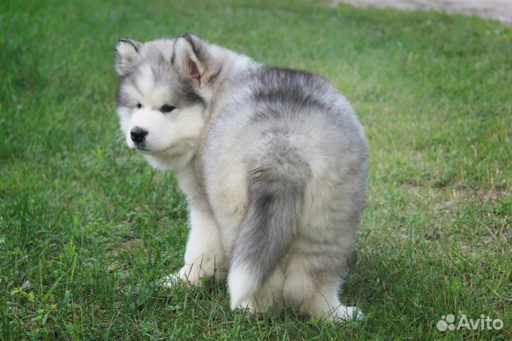 Alaskan malamute. Щенки