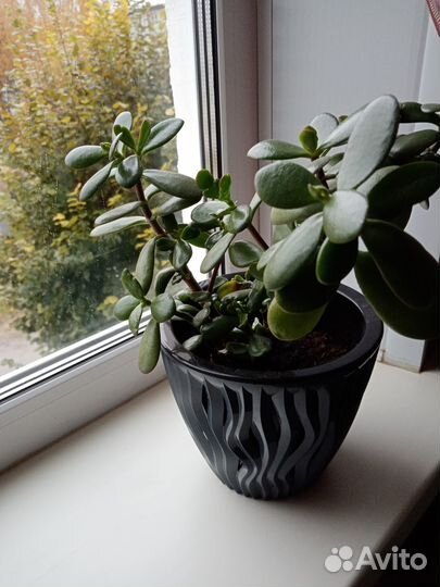 Комнатные цветы