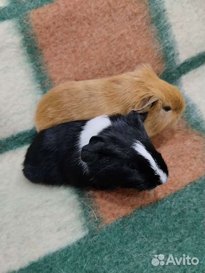 Морские свинки