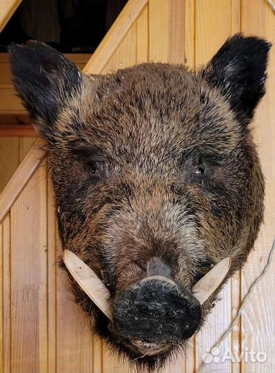 Чучело головы кабана