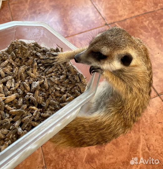 Кормовые насекомые/сверчки