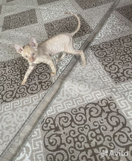 Корниш-рекс
