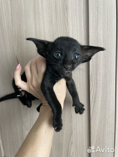 Ориентальные котята