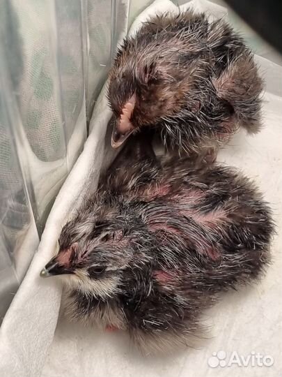 Инкубатор для яиц автоматический