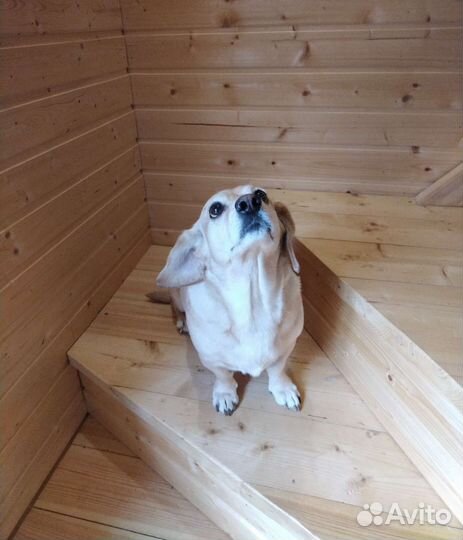 Передержка собак/ Догситтер