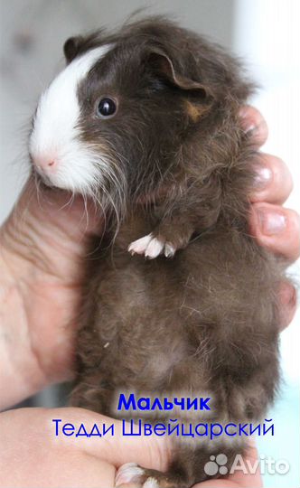 Тедди Шв. пушистики)