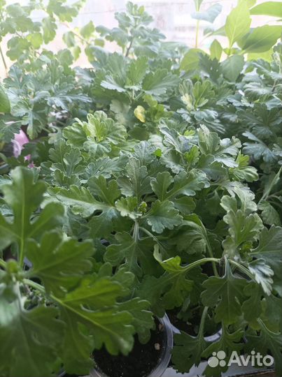 Хризантемы мультифлора