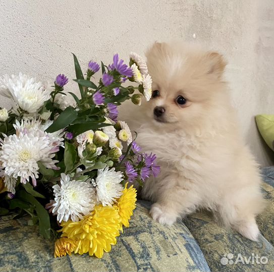 Щенки шпица, продажа