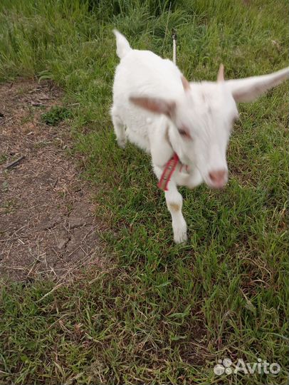 Козлята зааненской породы