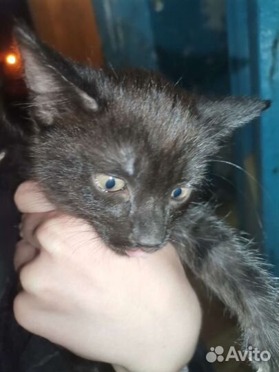 Кошки в добрые руки бесплатно