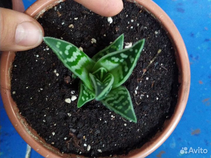 Тигровый Алоэ 