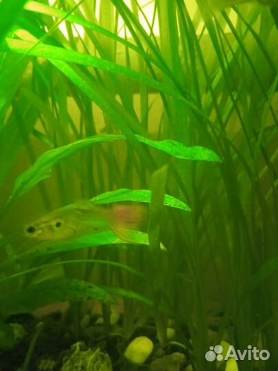 Рыбки гуппи