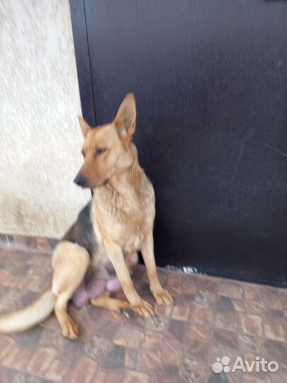 Собака немецкая овчарка