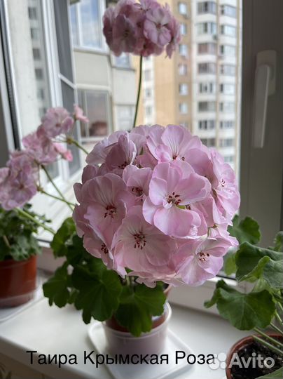 Пеларгонии Царская невеста, lovely Wera и др