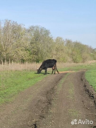 Корова дойная