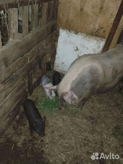 Свиноматки 2штуки