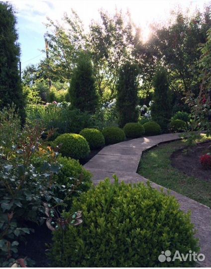 Саженцы самшита