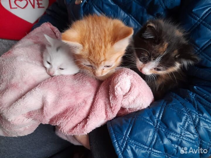 Котята в добрые руки