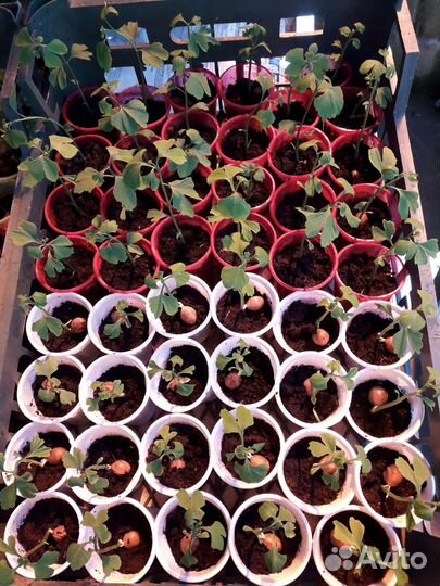 Гингко Билоба для Вашего Сада